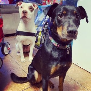 Meet your Posher, Daniell